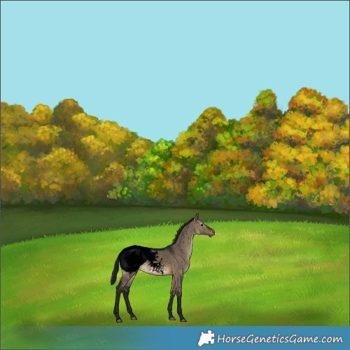 Horse Color:Gray Void Brown Dun Snowcap 
