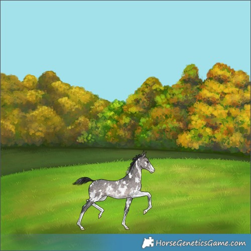 Horse Color:Platinum White Spotted Brown Dun Sabino Appaloosa 