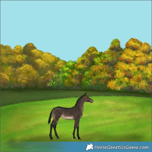 Horse Color:Gray Void Brown Dun Snowflake Varnish Rabicano 