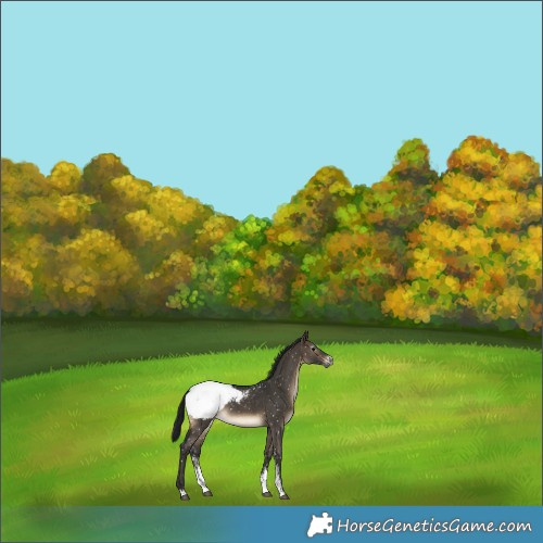 Horse Color:Gray Brown Dun Sabino Appaloosa Rabicano 
