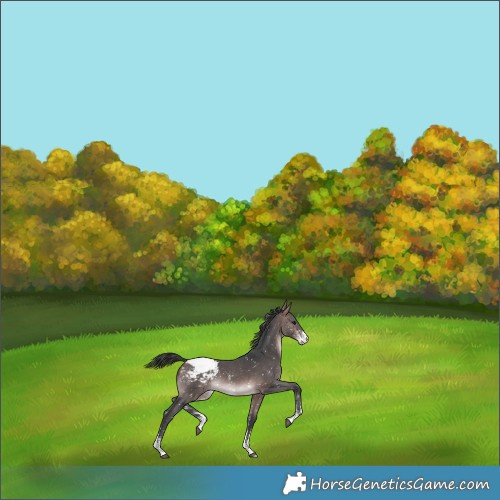 Horse Color:Platinum Bay Sabino Snowflake Varnish