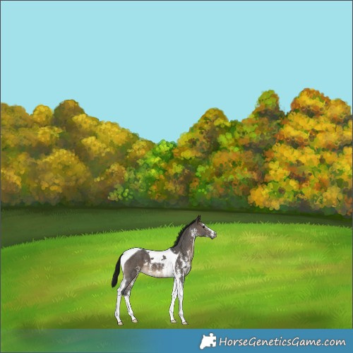 Horse Color:Gray Brown Dun Sabino Tobiano 
