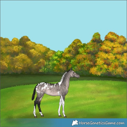 Horse Color:Gray Platinum Bay Dun Tobiano Appaloosa 