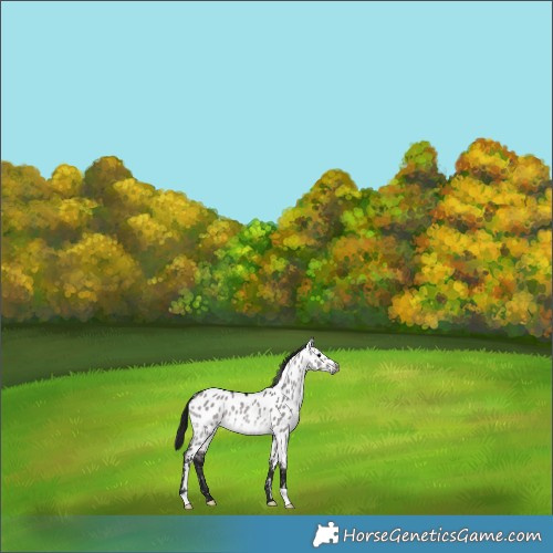 Horse Color:Gray Platinum Bay Dun Appaloosa Rabicano 