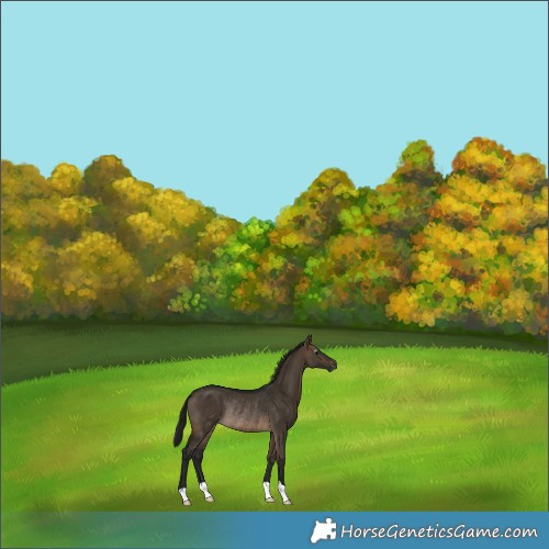 Horse Color:Gray Brown Dun Rabicano 
