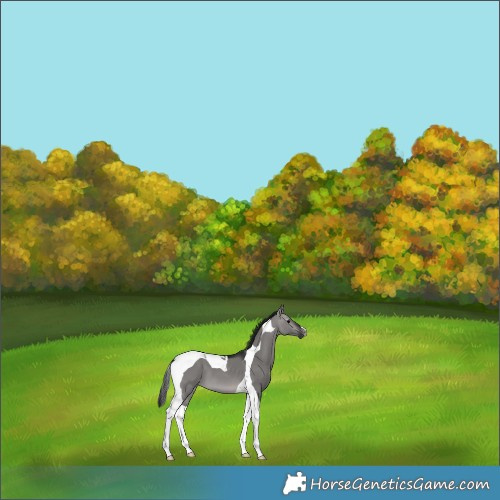 Horse Color:Gray Platinum Brown Dun Tobiano 