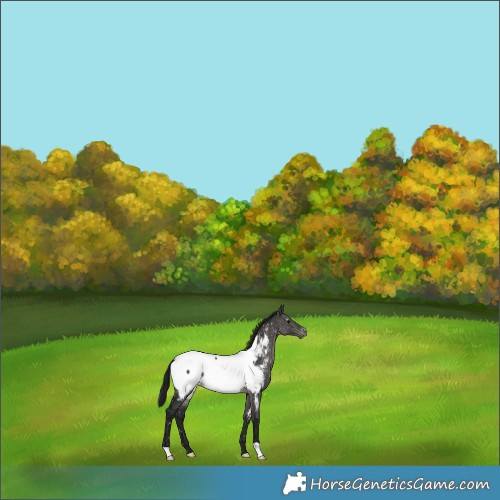 Horse Color:Gray Platinum Brown Dun Appaloosa 