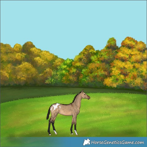 Horse Color:Gray Bay Dun Appaloosa 