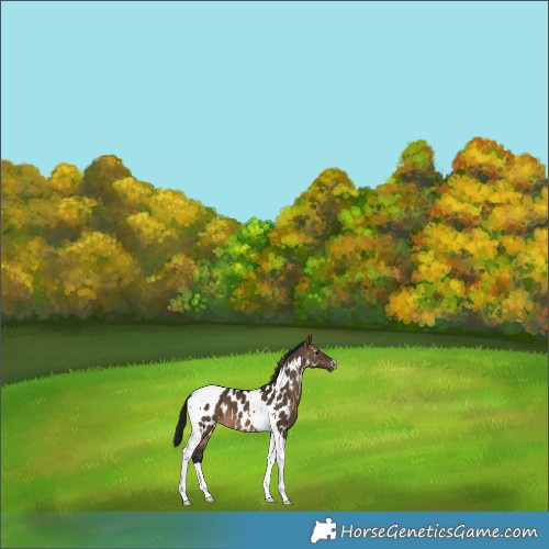 Horse Color:Gray Bay Dun Tobiano Appaloosa 