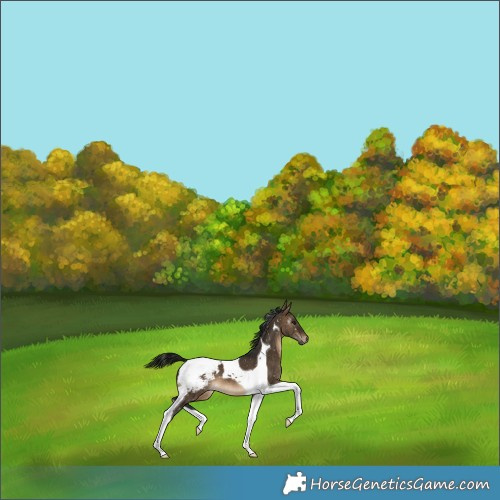 Horse Color:Gray Brown Dun Tobiano Snowcap 