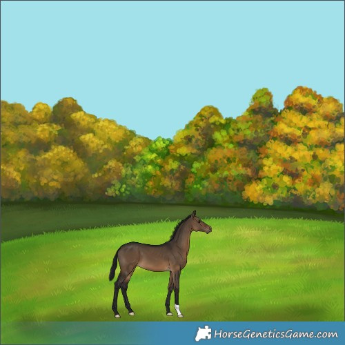 Horse Color:Gray Brown Dun 
