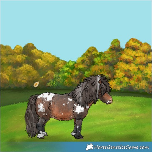 Horse Color:White Spotted Bay Appaloosa 