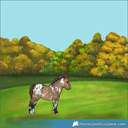 Horse Color:White Spotted Bay Dun Blanket 