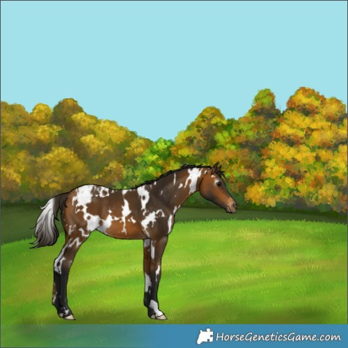Horse Color:Gray White Spotted Buckskin Appaloosa 
