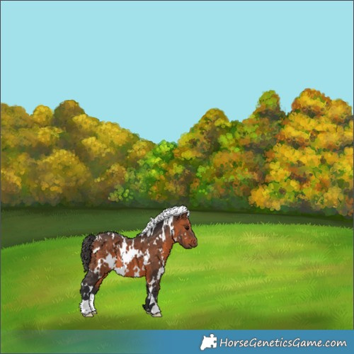 Horse Color:White Spotted Bay 