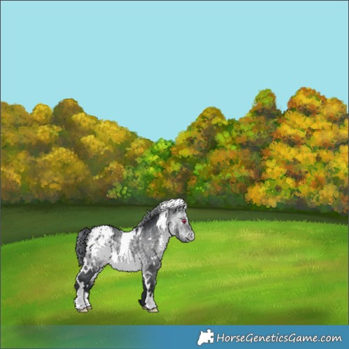 Horse Color:White Spotted Bay Chinchilla Blanket 