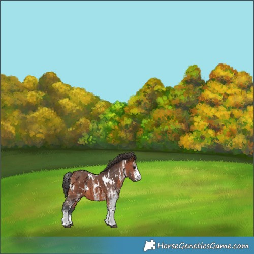 Horse Color:White Spotted Bay 