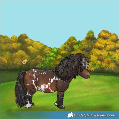 Horse Color:White Spotted Bay 