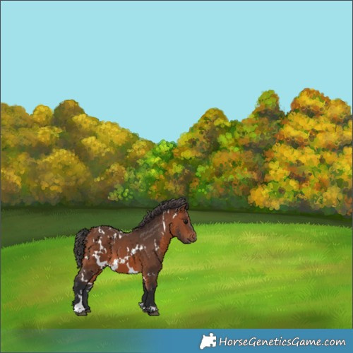 Horse Color:White Spotted Bay 