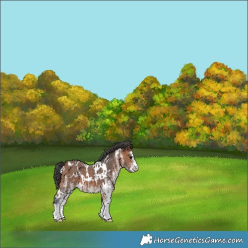 Horse Color:White Spotted Bay 