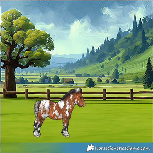 Horse Color:White Spotted Bay Appaloosa 