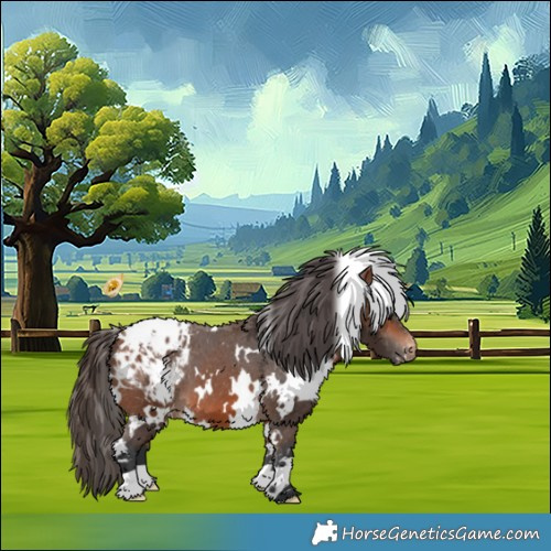 Horse Color:White Spotted Bay Appaloosa 