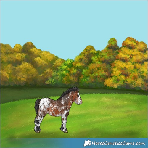 Horse Color:White Spotted Bay Appaloosa 