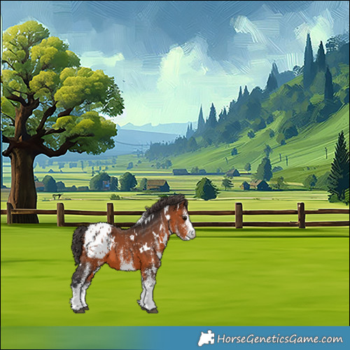 Horse Color:White Spotted Bay Appaloosa 
