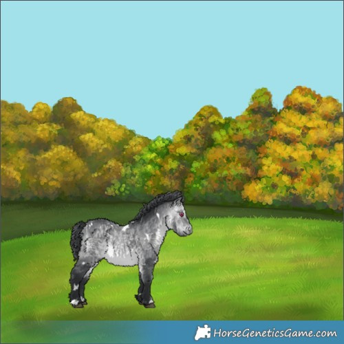 Horse Color:White Spotted Bay Chinchilla 