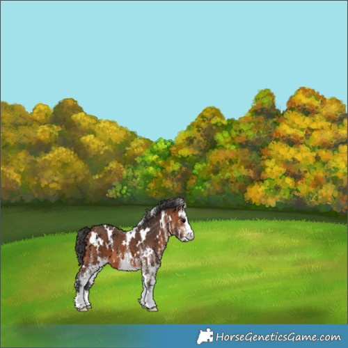 Horse Color:White Spotted Bay 