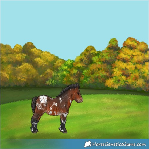 Horse Color:White Spotted Bay Appaloosa 