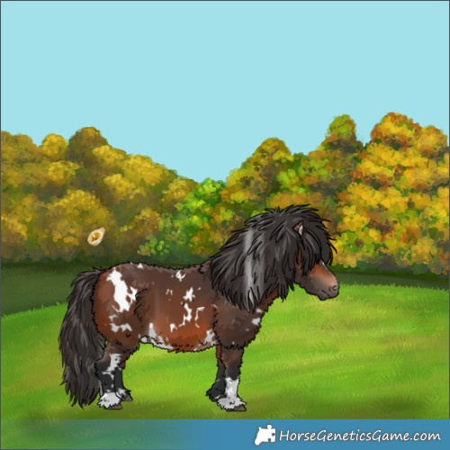 Horse Color:White Spotted Bay 