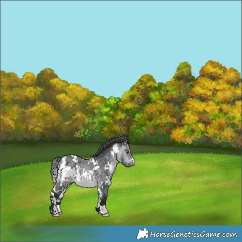 Horse Color:White Spotted Bay Chinchilla 