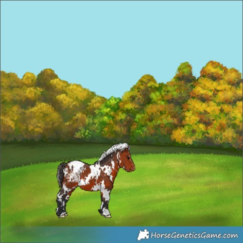 Horse Color:White Spotted Bay Appaloosa 