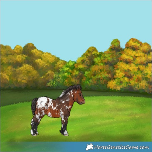 Horse Color:White Spotted Bay Appaloosa 