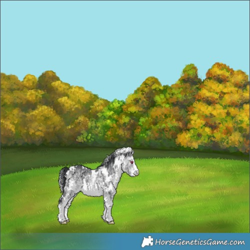 Horse Color:White Spotted Bay Chinchilla 