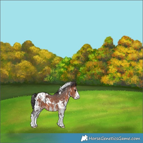 Horse Color:White Spotted Brown Appaloosa 