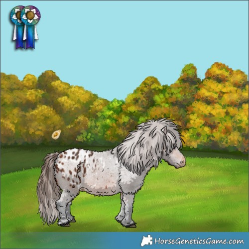 Horse Color:White Spotted Bay Appaloosa 