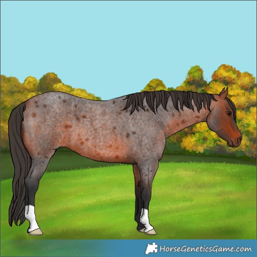 Horse Color:Bay Roan 