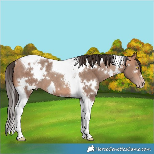 Horse Color:White Spotted Amber Champagne Tobiano 