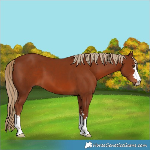 Horse Color:Chestnut 