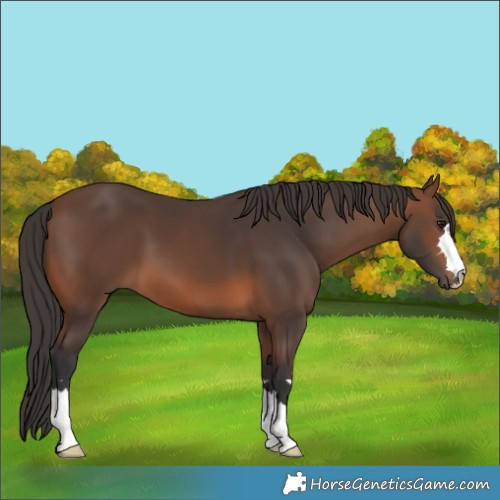 Horse Color:Brown 