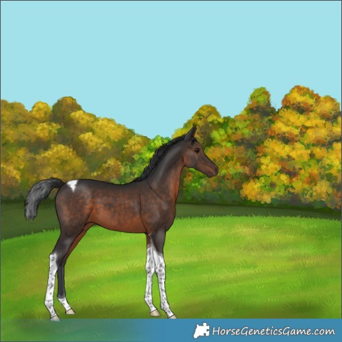 Horse Color:Brown Tobiano 