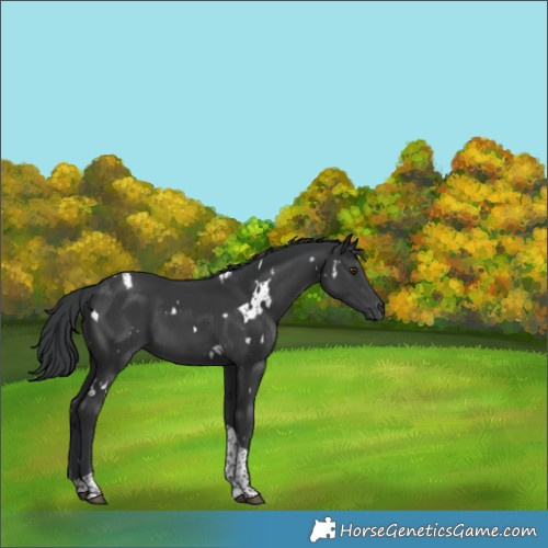 Horse Color:White Spotted Black Tobiano 
