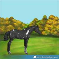 Horse Color:White Spotted Black Tobiano 