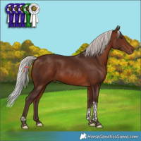 Horse Color:Silver Brown Tobiano 