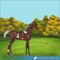 Horse Color:White Spotted Silver Brown