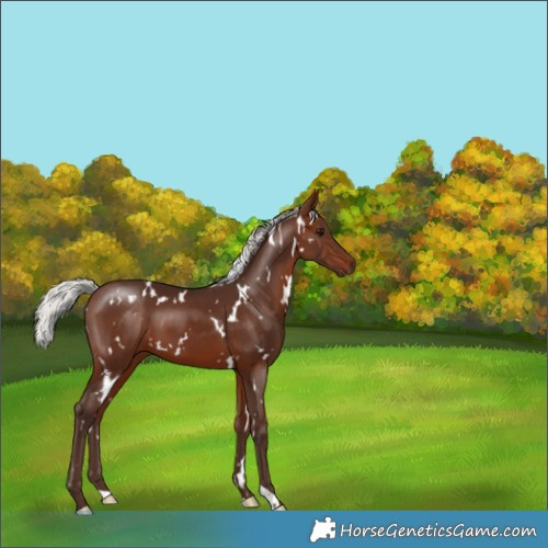 Horse Color:White Spotted Silver Brown 