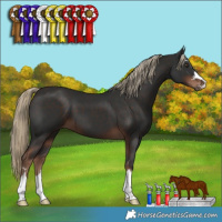 Horse Color:Liver Chestnut 