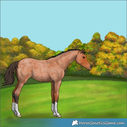 Horse Color:Bay Roan